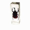 insect paperweight 1