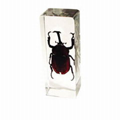 insect paperweight