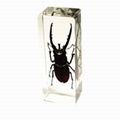insect paperweight 3