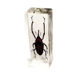 insect paperweight 4