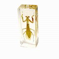 insect paperweight 5