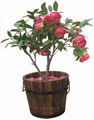 Round Flower Pot 1