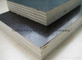 offer plywood and film faced plywood from China 1