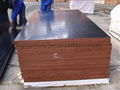 Offer plywood and film faced plywood 1