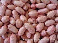 peanut kernels 24/28