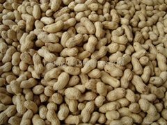 Peanut Kernel