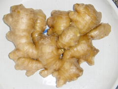 fresh ginger,dry ginger