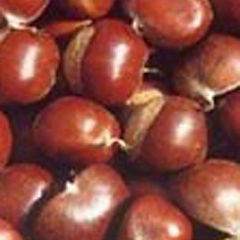 chestnut