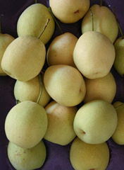 Shandong pear