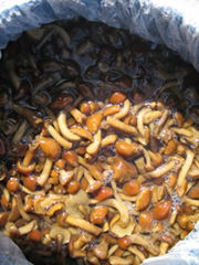 nameko in brine