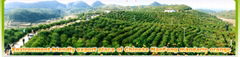 Jiang Xi Nan Feng Yun Long tangerine  Co,.Ltd