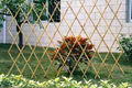 bamboo fence 4