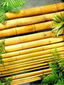 Bamboo Pole 1