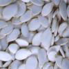 Snow  White  Pumpkin Seeds 1