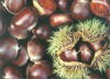 Fresh Chestnuts 1