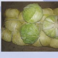 stone cabbage