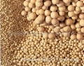 Molecular Sieve (competitive price)