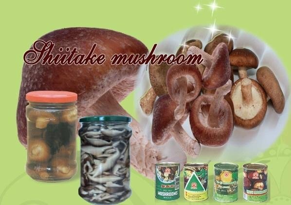 Canned  Shiitake Mushroom 
