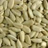 Sunflower seed kernel