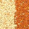 Broomcorn millet