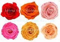 Best Valentine Day Gifts - Long Lasting Fresh Kept Real Roses