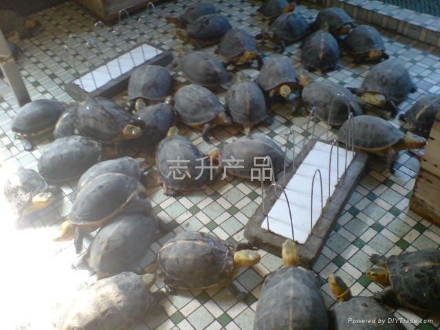 安徽黃緣盒龜