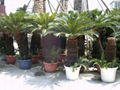 cycas revoluta 4