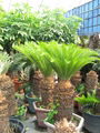 cycas revoluta 5