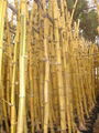 golden bamboo