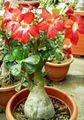 Adenium obesum