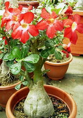 Adenium obesum