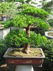 Podocarpus macrophyllus bonsai