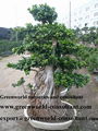 ulmus bonsai 1
