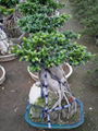 ulmus bonsai 2