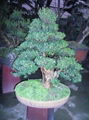 bonsai 1