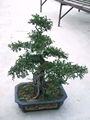 bonsai 3