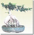 ficus microcarpa 2