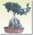 ficus microcarpa 3