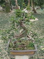 ulmus bonsai 5