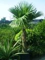 Nolina recurvata 3