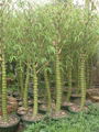 golden bamboo  2