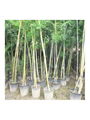 golden bamboo  4