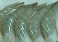 frozen white shrimp hoso 3
