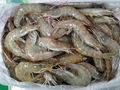 frozen white shrimp hoso 4