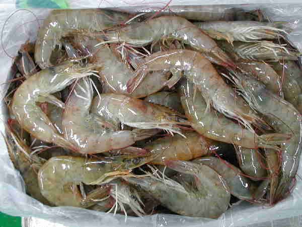 frozen white shrimp hoso