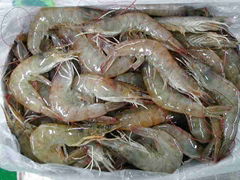 frozen white shrimp hoso