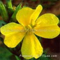 Evening Primrose Oil