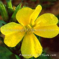 Evening Primrose Oil