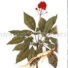 Ginseng Extract