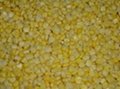IQF sweet corn kernels 1